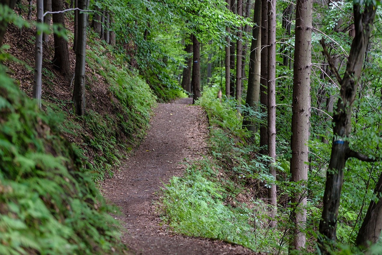 Scenic hiking and biking trail in forest.