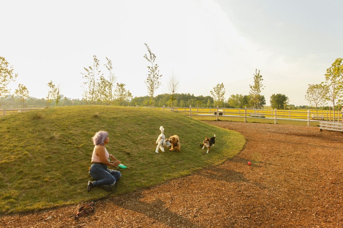 Dogs playing at Dogsview Park.