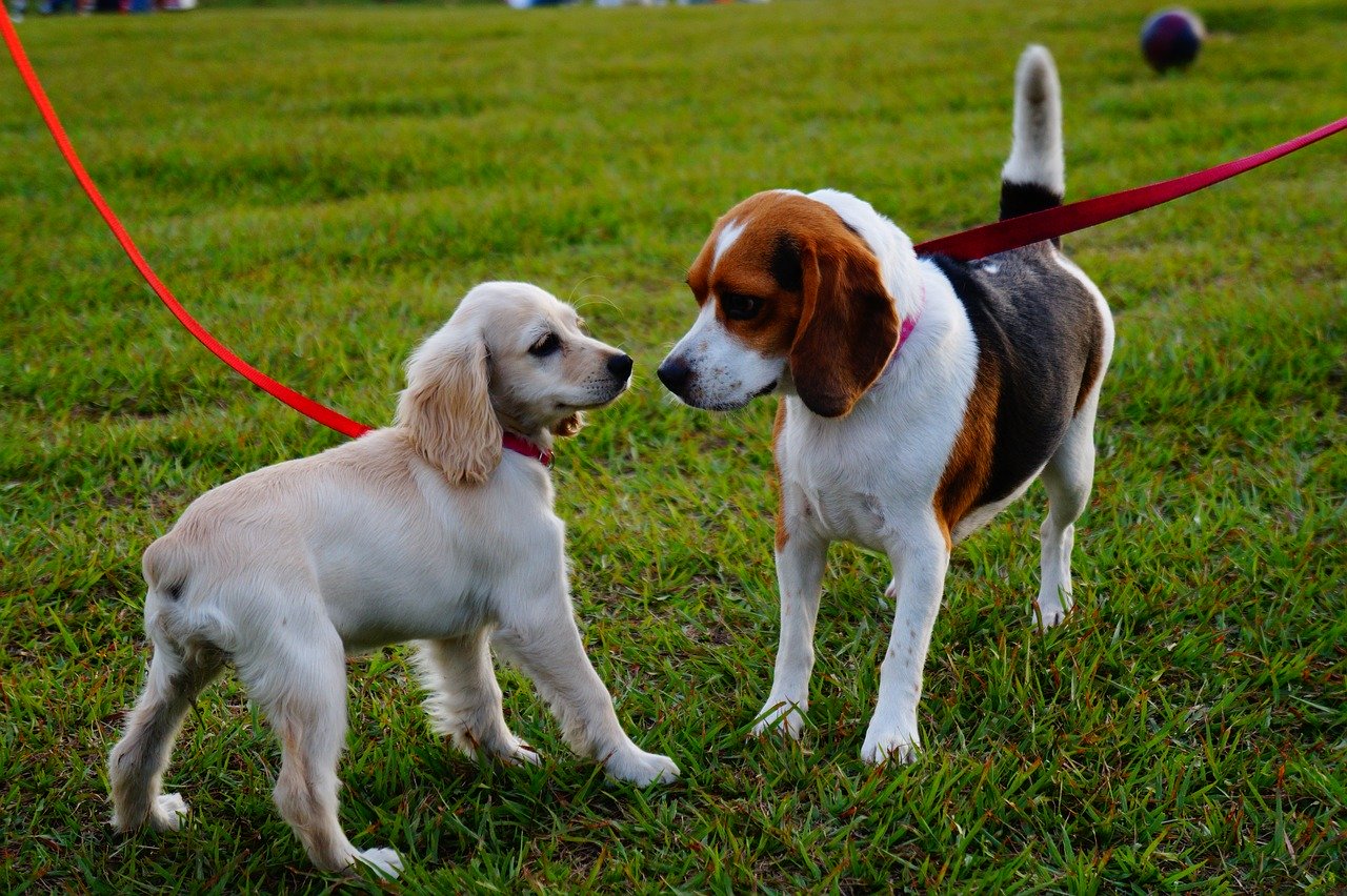 Two small dogs with red leashes at dog park.