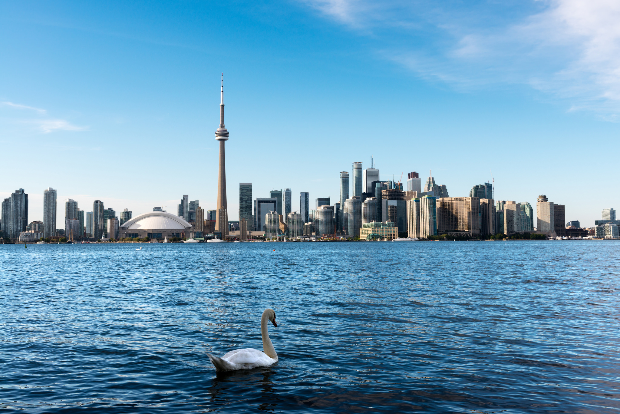 Photo of Toronto Waterfront and Lake Ontario. There is also a beautiful swan on the lake.
