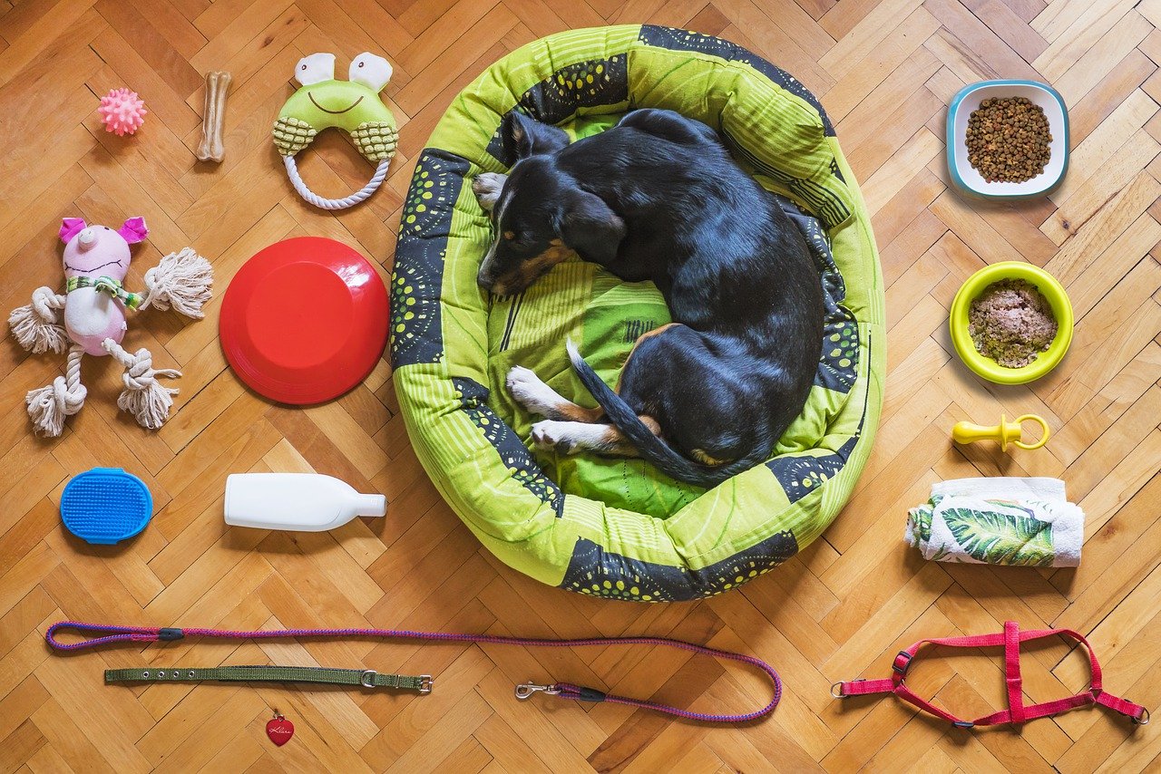 Black dog in dog bed surrounded by toys, leashes and dog food. 