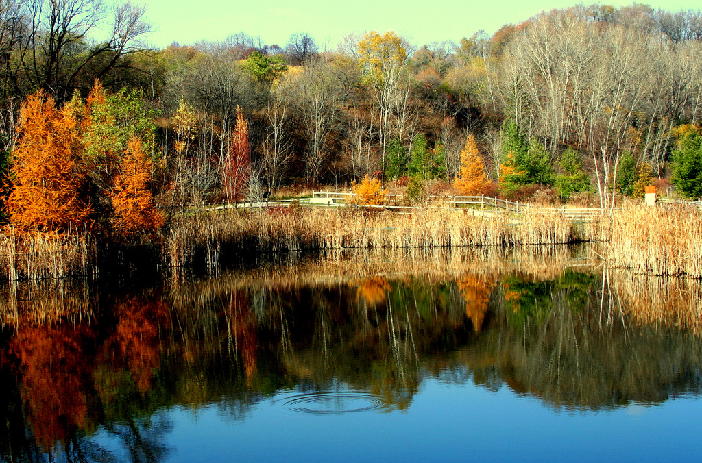 Fall foliage in Don River Valley Park (Bahman, Flickr)