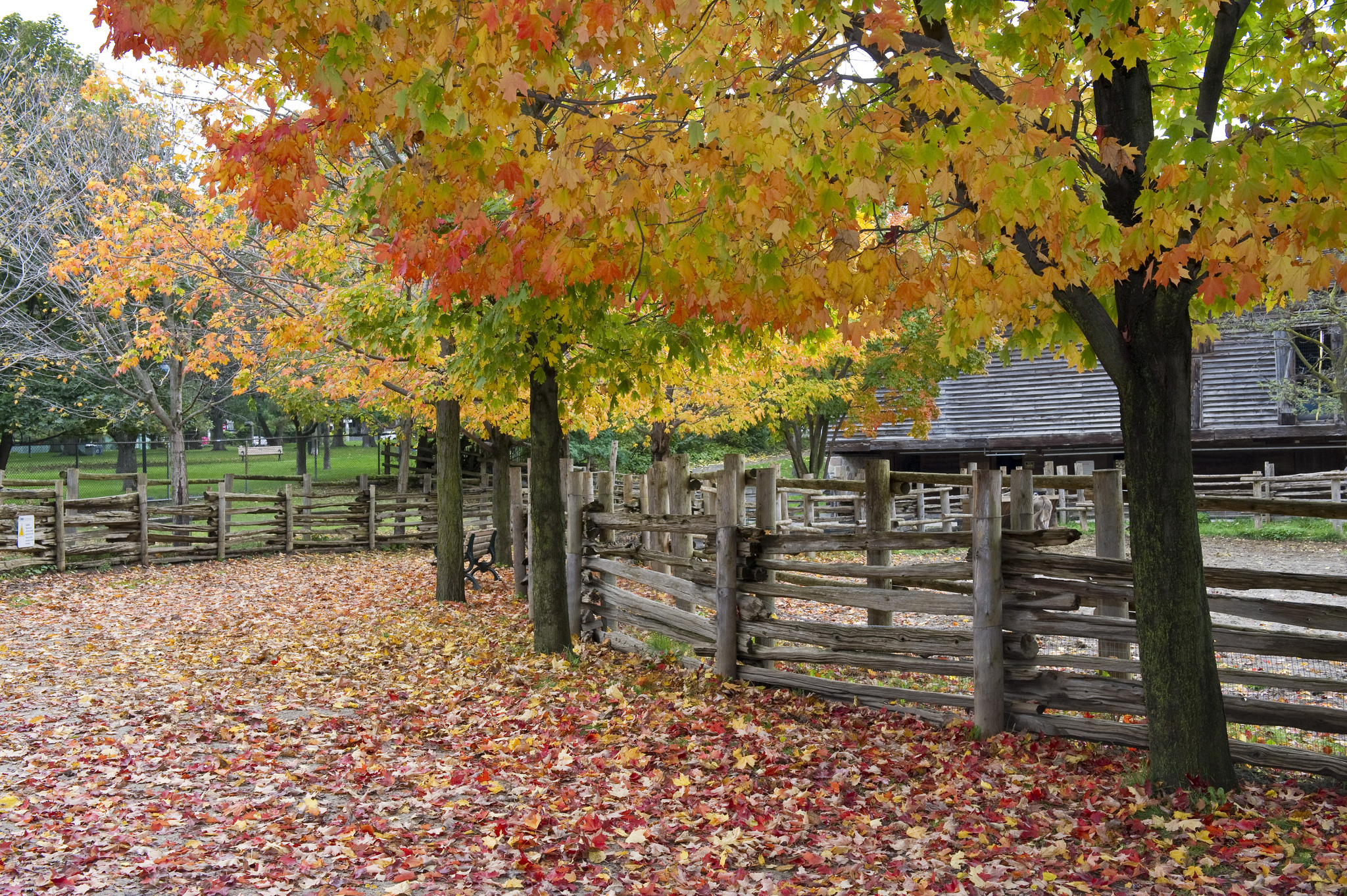 Another image of nature, this one of Riverdale Farm.