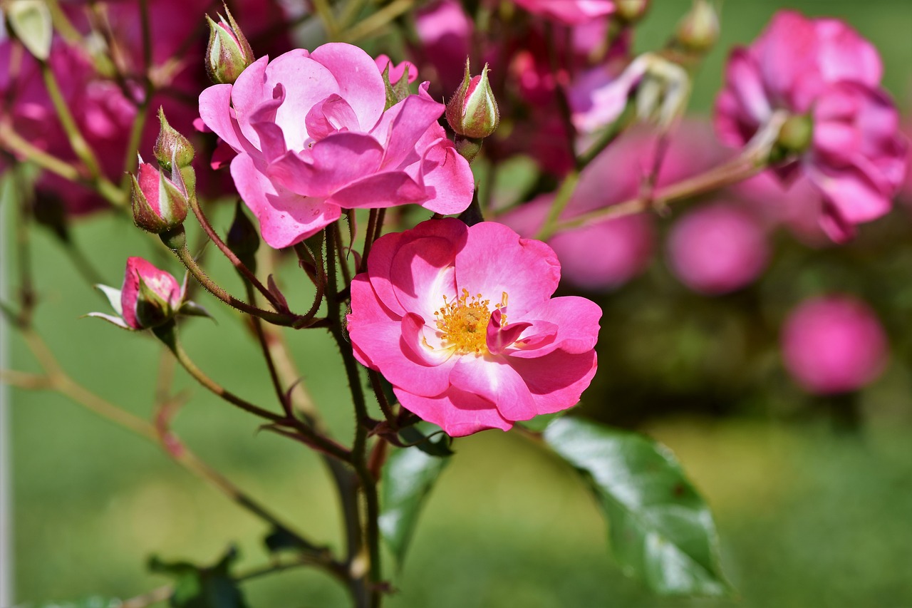 Roses and stem close up.