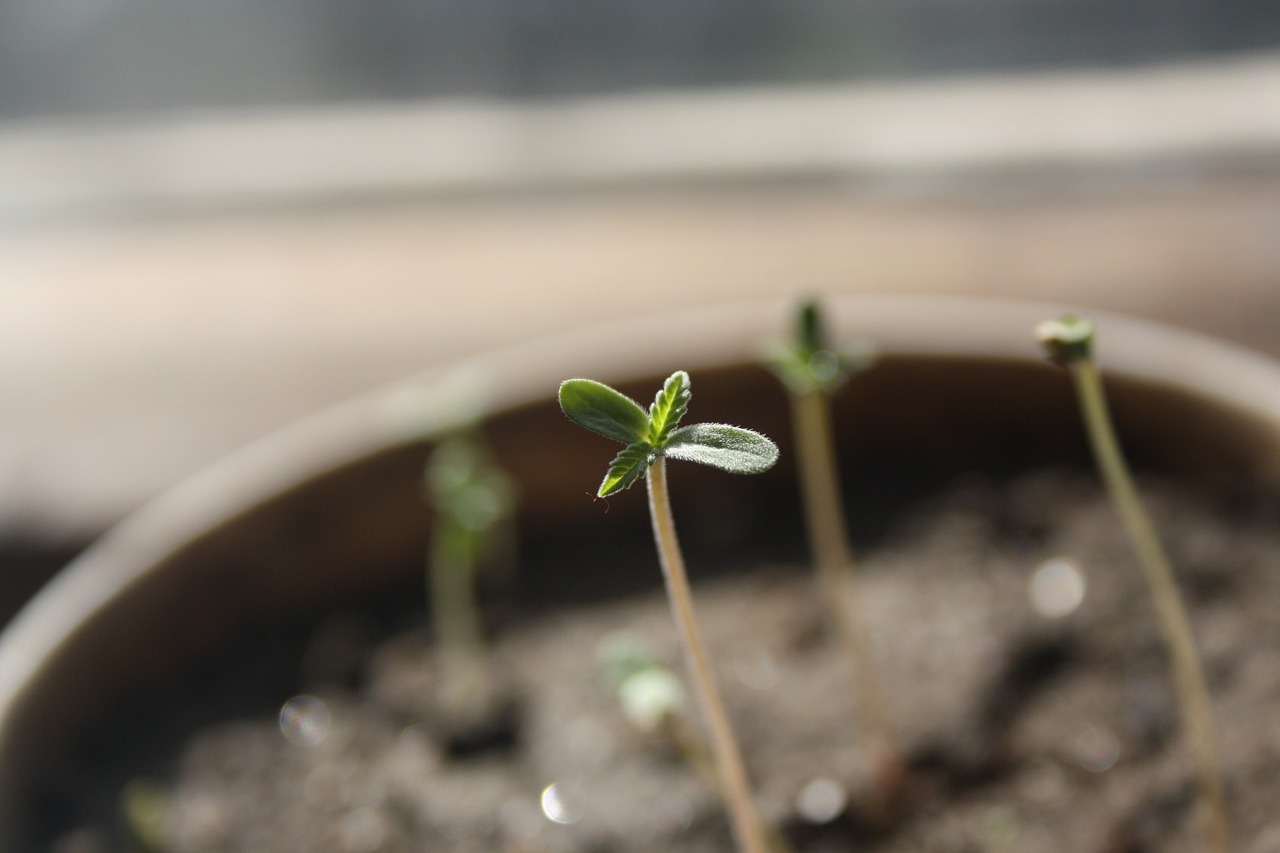 Cannabis seedlings in a flower pot