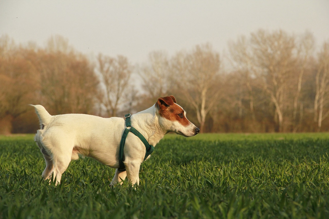 Jack Russell Terrier in Riverdale Park; shows green-spaces.