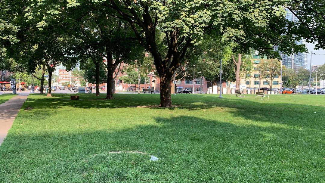 Green grass and trees of Stanley Park Toronto with buildings in background.