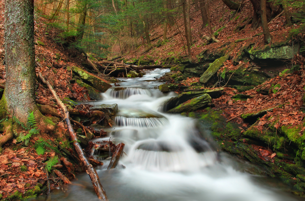 Ravine with water and trees