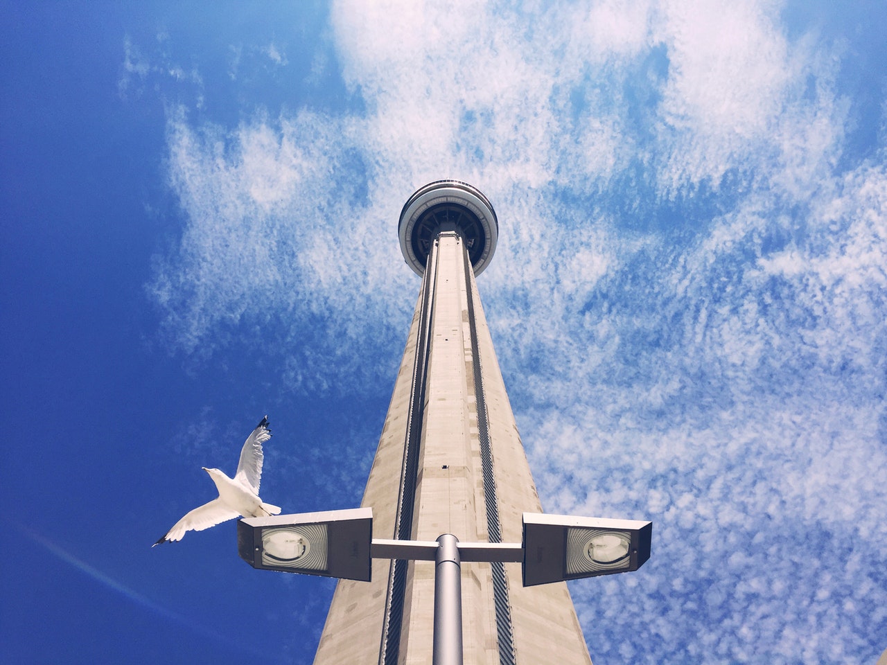 CN Tower and bird on lamp