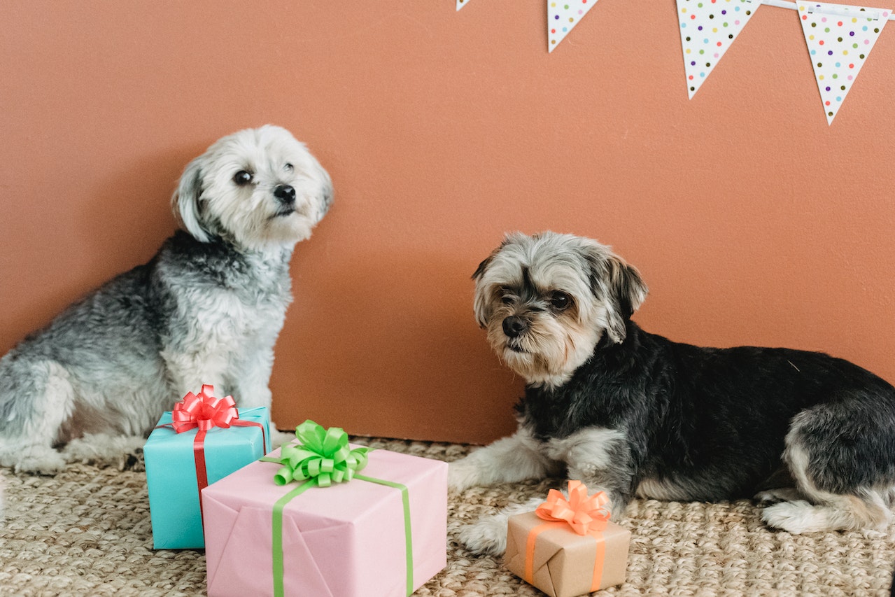 Two small dogs with boxes of presents.