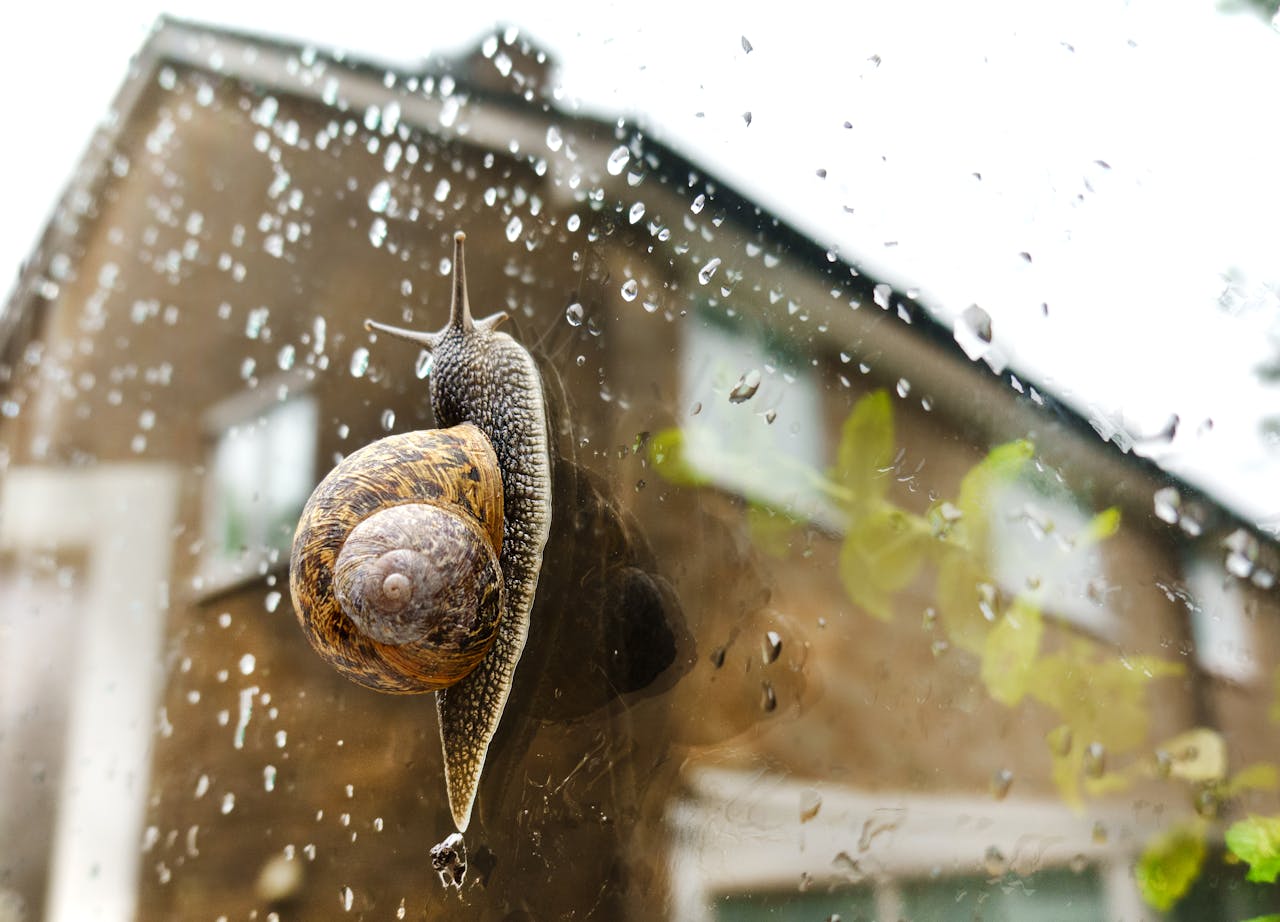Snail on window with reflection of house to show slow pace of home sales.