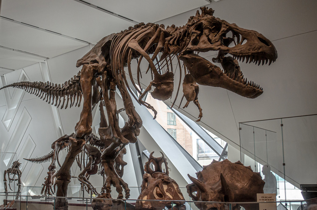Dinosaur exhibit showing large T-Rex and other dinosaurs at Royal Ontario Museum (ROM) in Toronto.